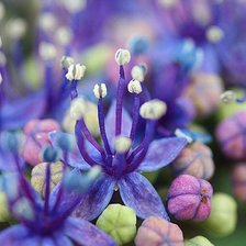 Схема вышивки «цветы»