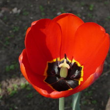 Схема вышивки «тюльпан»