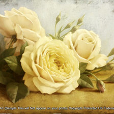 Схема вышивки «чайные розы»