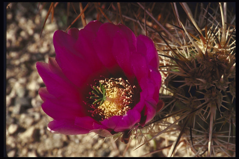 Кактус - рослини, квіти, природа - оригинал