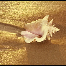 Схема вышивки «Ракушка»