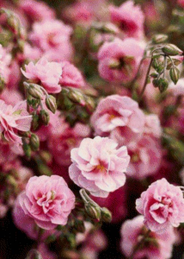 розы - розы, цветы - предпросмотр