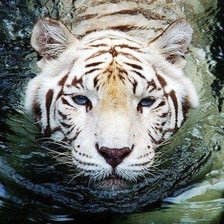 Схема вышивки «белый тигр»