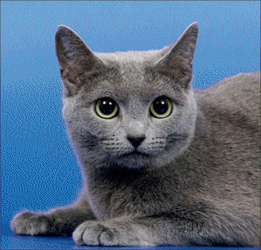 кошка - кошка, животные - предпросмотр