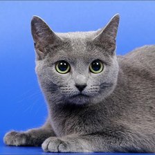 Схема вышивки «кошка»