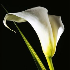 Схема вышивки «Черный фон»