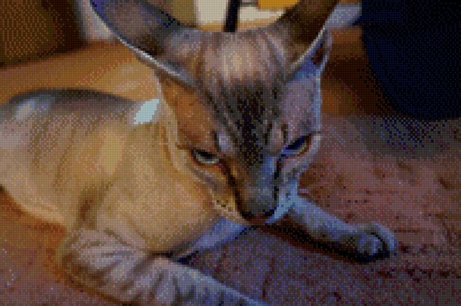 Бонифаций - кот - предпросмотр