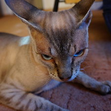 Схема вышивки «Бонифаций»