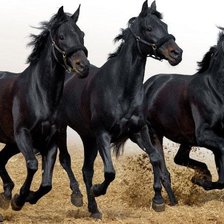 Схема вышивки «Кони»