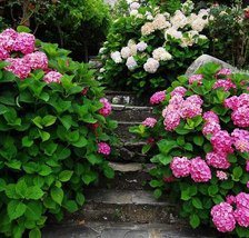 Схема вышивки «дорожка в саду2»