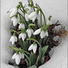 Схема вышивки «№850397»