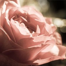 Схема вышивки «роза»