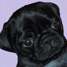 Схема вышивки «мопся ляля»