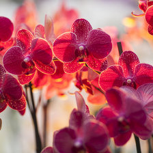 Схема вышивки «Fire_butterfly(red flower)»