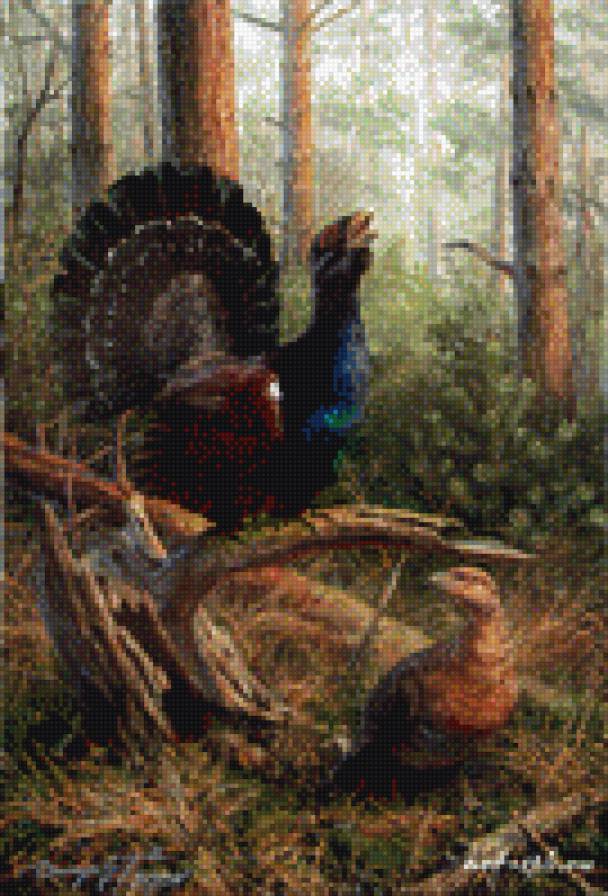 Токующий глухарь - глухарь, птицы, охота - предпросмотр