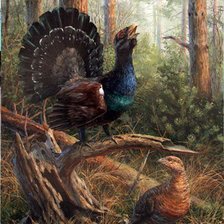 Схема вышивки «Токующий глухарь»