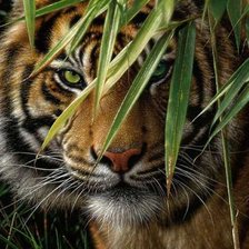 Схема вышивки «Тигр в зарослях»