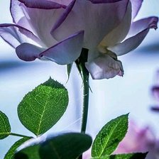 Схема вышивки «роза»