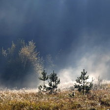 Схема вышивки «ели в дымке»