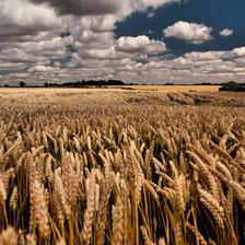 Схема вышивки «поле колосится»