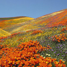 Схема вышивки «маковые склоны»