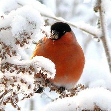 Схема вышивки «Красное на белом»