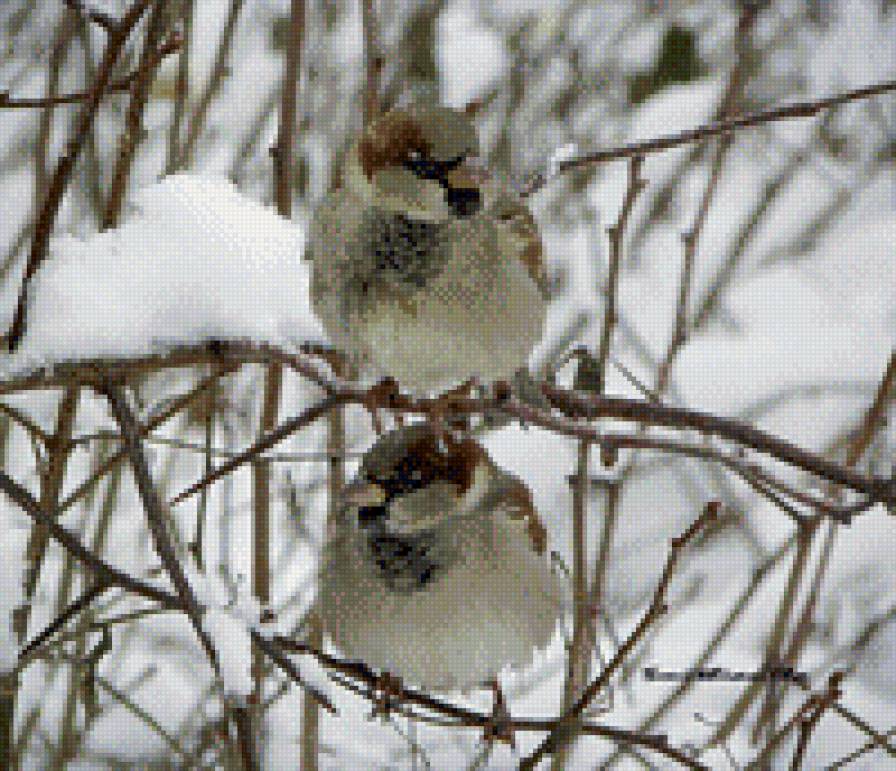 Воробьи - птички - предпросмотр