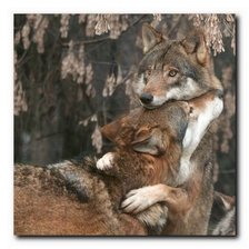 Схема вышивки «Волки»