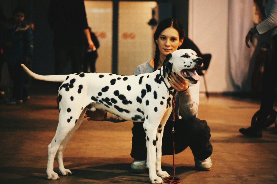 Далматин - оригинал