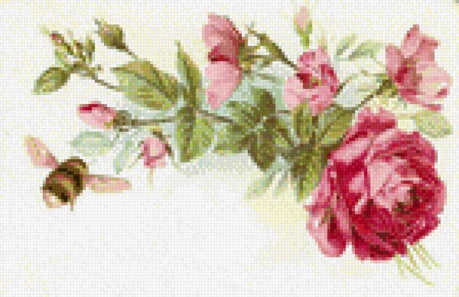 роза - предпросмотр