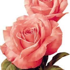 Схема вышивки «розы»