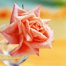 Схема вышивки «роза1»