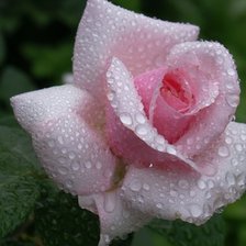 Схема вышивки «№852328»