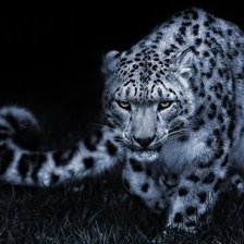 Схема вышивки «Снежный барс»