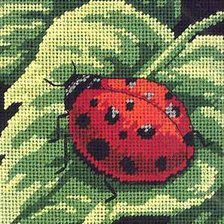 божья коровка 1