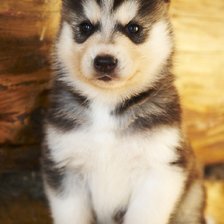 Схема вышивки «Хасеныш»