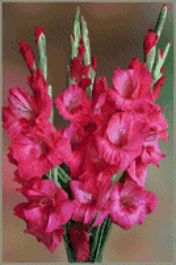 гладиолусы - цветы - предпросмотр