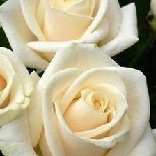 Схема вышивки «рррррррррррр»