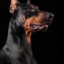 Схема вышивки «Доберман»