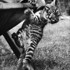 Схема вышивки «котейка»