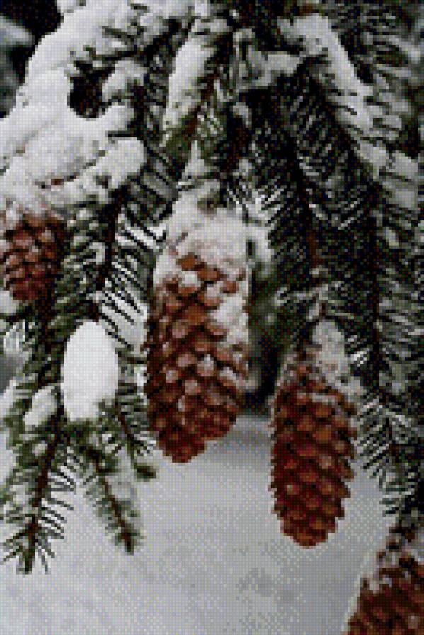 Шишки в снегу - снег, зима, шишки, ель - предпросмотр