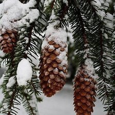 Схема вышивки «Шишки в снегу»