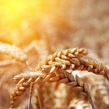 Схема вышивки «пшеница»