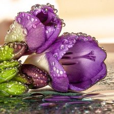 Схема вышивки «Цветы»