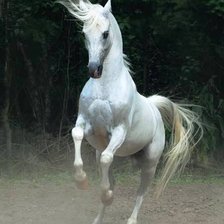 Схема вышивки «ЛОШАДЬ»