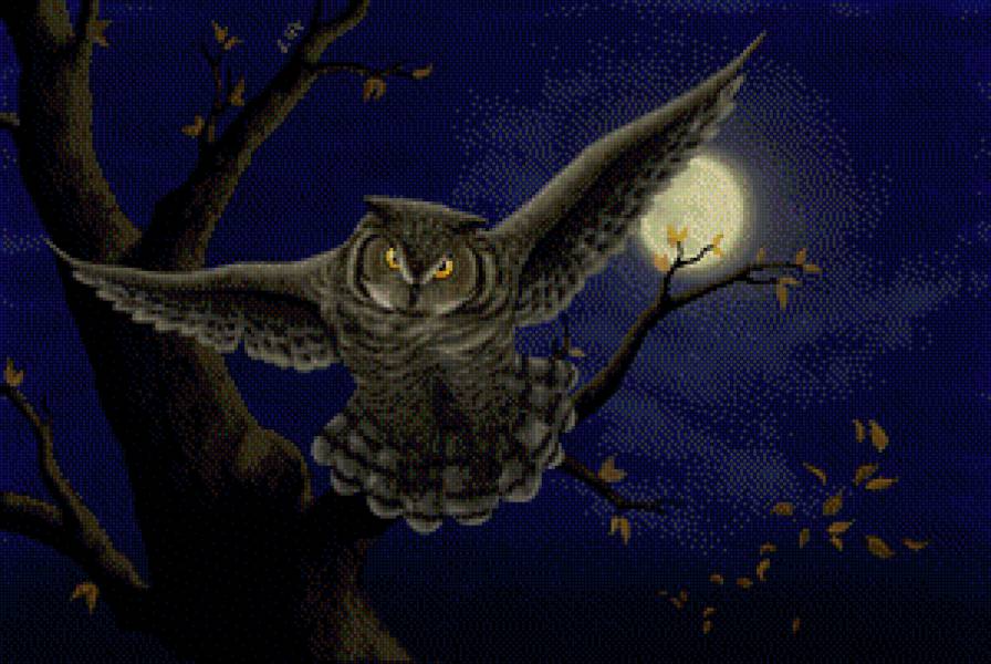 ночь - природа, сова - предпросмотр