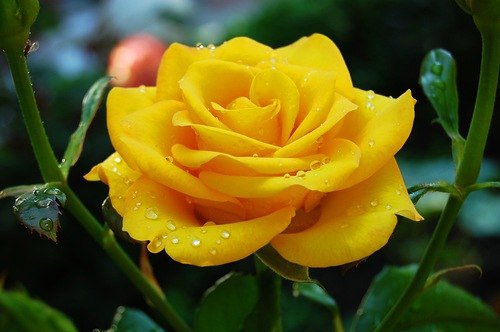 рррррррррррр - оригинал