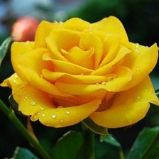 Схема вышивки «рррррррррррр»