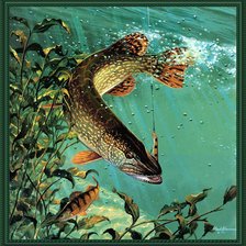 Схема вышивки «Щука»