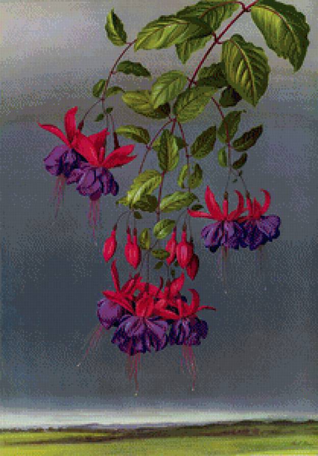 Цветок - цветы, природа - предпросмотр